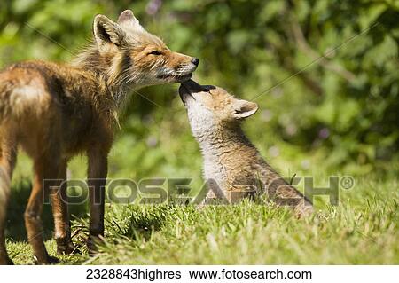 Stock Photograph - Animals. Fotosearch
