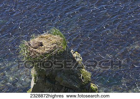 Stock Photograph - Animals. Fotosearch