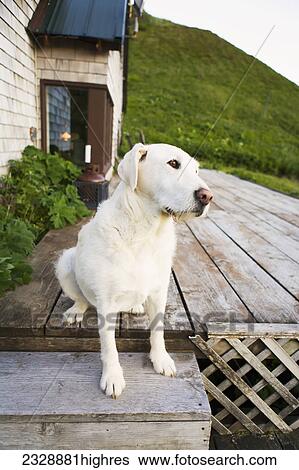 Animals View Large Photo Image Stock Photograph - Animals. Fotosearch