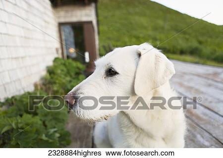 Stock Photograph - Animals. Fotosearch