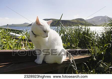 Stock Photograph - Animals. Fotosearch