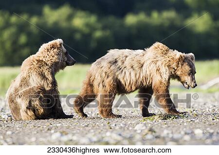 Stock Photograph - Animals. Fotosearch