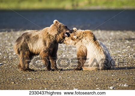 Stock Photograph - Animals. Fotosearch