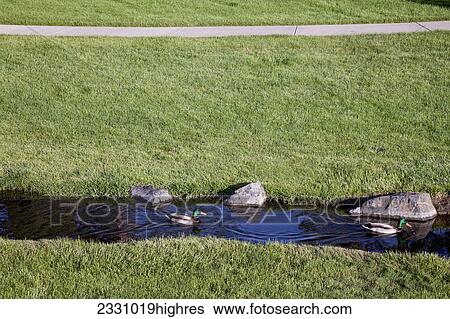 Animals View Large Photo Image Stock Photograph - Animals. Fotosearch