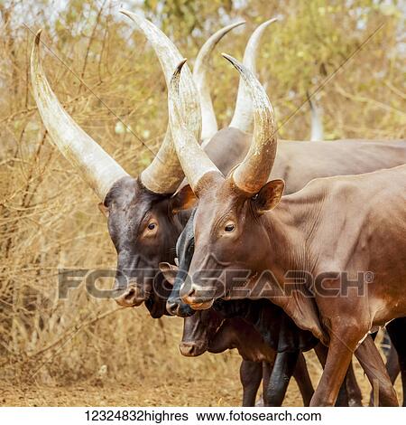 Stock Photograph - Ankole-Watusi cow; Uganda. Fotosearch