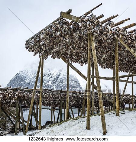 Arctic cod drying on wooden racks on the shore in winter; Lofoten Islands, Nordland, Norway View Large Photo Image Stock Photograph - Arctic cod drying on wooden racks on the shore in winter; Lofoten Islands, Nordland, Norway. Fotosearch