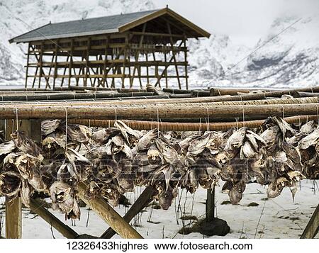 Arctic cod drying on wooden racks on the shore in winter; Lofoten Islands, Nordland, Norway View Large Photo Image Stock Photograph - Arctic cod drying on wooden racks on the shore in winter; Lofoten Islands, Nordland, Norway. Fotosearch