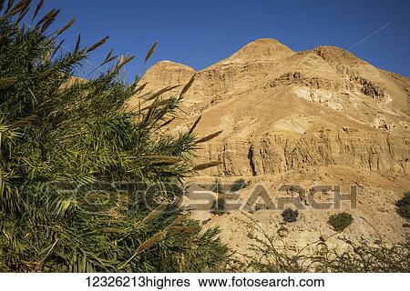 Stock Photograph - Arid landscape of the desert against a blue sky and a shrub in the foreground; South District, Israel. Fotosearch