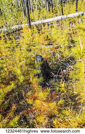 Stock Photograph - Autumn coloured foliage on the forest floor with a tree stump and fallen tree; Alberta, Canada. Fotosearch