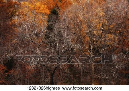 Stock Photograph - Autumn coloured forest; Bedford, Nova Scotia, Canada. Fotosearch