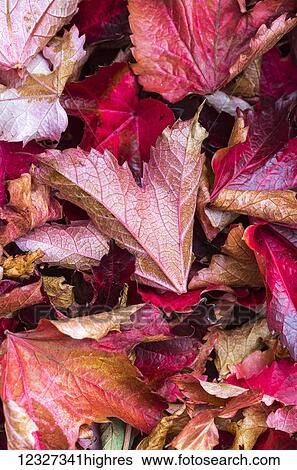 Autumn coloured leaves on the ground; Northumberland, England View Large Photo Image Stock Photograph - Autumn coloured leaves on the ground; Northumberland, England. Fotosearch