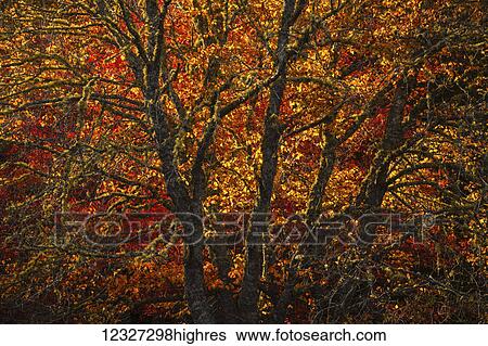 Autumn coloured trees lit by a setting sun in Kejimkujik National Park; Nova Scotia, Canada View Large Photo Image Stock Photograph - Autumn coloured trees lit by a setting sun in Kejimkujik National Park; Nova Scotia, Canada. Fotosearch