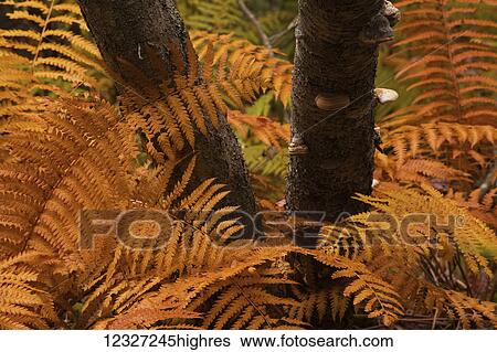 Autumn orange coloured Cinnamon ferns (Osmundastrum cinnamomeum) and Birch trunks; Waverley, Nova Scotia, Canada View Large Photo Image Stock Photograph - Autumn orange coloured Cinnamon ferns (Osmundastrum cinnamomeum) and Birch trunks; Waverley, Nova Scotia, Canada. Fotosearch