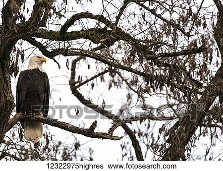 Bald Eagle (Haliaeetus leucocephalus) perched in a tree, Cowichan Bay; British Columbia, Canada View Large Photo Image Stock Photograph - Bald Eagle (Haliaeetus leucocephalus) perched in a tree, Cowichan Bay; British Columbia, Canada. Fotosearch
