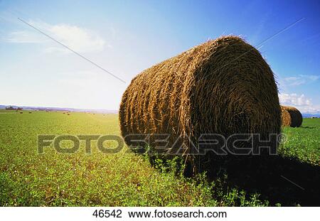 Stock Image - Bale of hay in field. Fotosearch