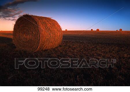 Stock Photo - Bales of hay in field. Fotosearch