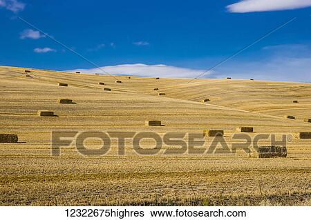 Stock Photograph - Bales of hay sitting on a golden field under a blue sky; Palouse, Washington, United States of America. Fotosearch