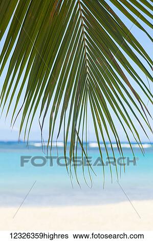 Stock Photograph - Beautiful clear day on a white sandy beach with coconut palm tree fronds hanging above; Honolulu, Oahu, Hawaii, United States of America. Fotosearch