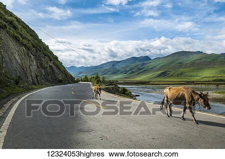 Stock Photograph - Beautiful landscape from Daocheng Surrounders, two cows walking along the road, west of Sichuan province; Daocheng, Sichuan, China. Fotosearch