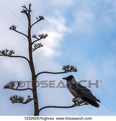 Stock Photograph - Bird with grey and black plumage perched on a tree branch against a blue sky with cloud; Caesarea, Haifa District, Israel. Fotosearch