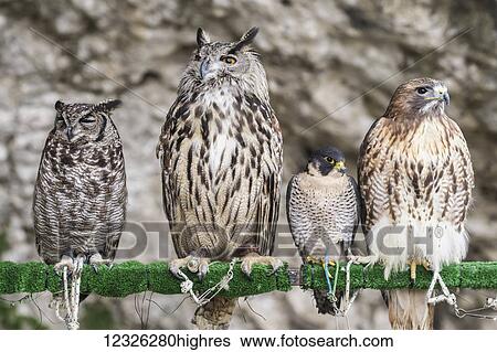 Stock Photograph - Birds of prey in captivity, perched in a row on a post; Cadiz, Andalusia, Spain. Fotosearch