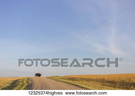 Stock Photograph - Bison (bison bison) crossing the dirt road in Grasslands National Park; Saskatchewan, Canada. Fotosearch