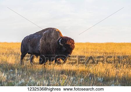 Stock Photograph - Bison (bison bison), Grasslands National Park; Saskatchewan, Canada. Fotosearch