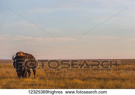 Bison (bison bison), Grasslands National Park; Saskatchewan, Canada View Large Photo Image Stock Photograph - Bison (bison bison), Grasslands National Park; Saskatchewan, Canada. Fotosearch