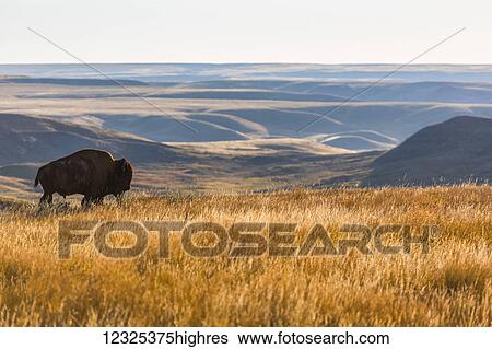 Bison (bison bison), Grasslands National Park; Saskatchewan, Canada View Large Photo Image Stock Photograph - Bison (bison bison), Grasslands National Park; Saskatchewan, Canada. Fotosearch