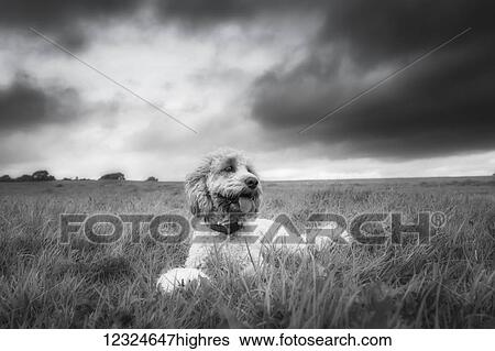 Stock Photograph - Black and white image of a dog sitting in a grass field under a cloudy sky; North Yorkshire, England. Fotosearch