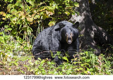 Stock Photograph - Black bear among autumn foliage, Southcentral Alaska, USA. Fotosearch