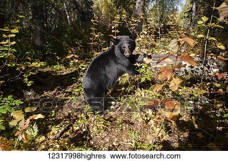 Stock Photograph - Black bear among autumn foliage, Southcentral Alaska, USA. Fotosearch