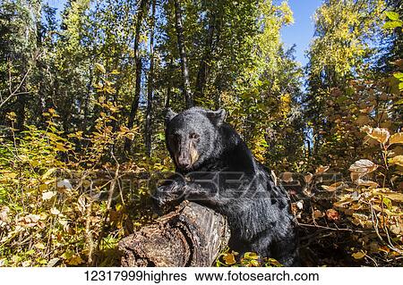 Stock Photograph - Black bear among autumn foliage, Southcentral Alaska, USA. Fotosearch