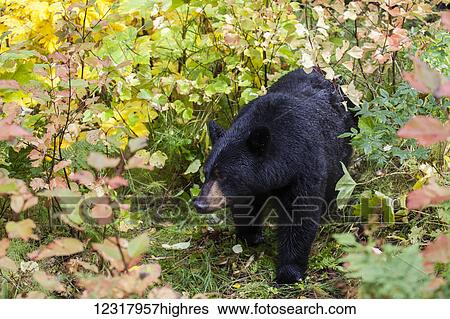 Black bear among fall foliage, Southcentral Alaska, USA View Large Photo Image Stock Photograph - Black bear among fall foliage, Southcentral Alaska, USA. Fotosearch