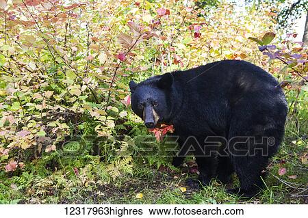 Black bear among fall foliage, Southcentral Alaska, USA View Large Photo Image Stock Photograph - Black bear among fall foliage, Southcentral Alaska, USA. Fotosearch