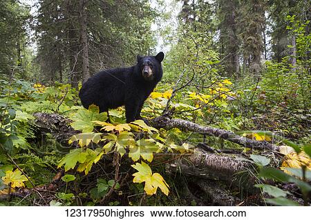 Black bear among forest understory, Southcentral Alaska, USA View Large Photo Image Stock Photograph - Black bear among forest understory, Southcentral Alaska, USA. Fotosearch