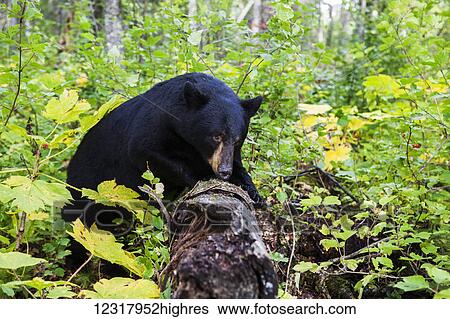Black bear among forest understory, Southcentral Alaska, USA View Large Photo Image Stock Photograph - Black bear among forest understory, Southcentral Alaska, USA. Fotosearch