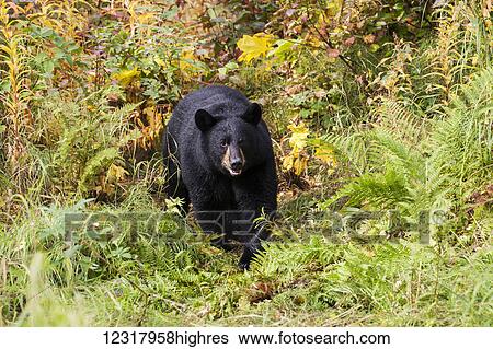 Black bear among late summer foliage, Southcentral Alaska, USA View Large Photo Image Stock Photograph - Black bear among late summer foliage, Southcentral Alaska, USA. Fotosearch