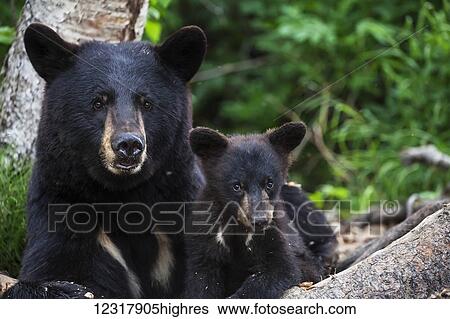 Stock Photograph - Black bear and cub (ursus americanus), South-central Alaska; Alaska, United States of America. Fotosearch