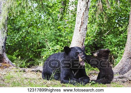Black bear cub plays with its mother during summer, Southcentral Alaska, USA View Large Photo Image Stock Photograph - Black bear cub plays with its mother during summer, Southcentral Alaska, USA. Fotosearch