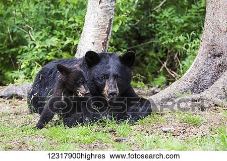 Black bear cub plays with its mother during summer, Southcentral Alaska, USA View Large Photo Image Stock Photograph - Black bear cub plays with its mother during summer, Southcentral Alaska, USA. Fotosearch