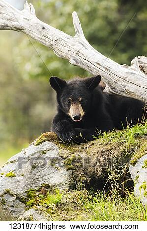Stock Photograph - Black bear cub (ursus americanus), captive at the Alaska Wildlife Conservation Center, South-central Alaska; Portage, Alaska, United States of America. Fotosearch