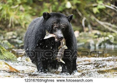 Black bear fishing in a stream, Great Bear Rain Forest, British Columbia, Canada View Large Photo Image Stock Photograph - Black bear fishing in a stream, Great Bear Rain Forest, British Columbia, Canada. Fotosearch