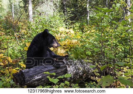 Stock Photograph - Black bear on a fallen tree in early autumn, Southcentral Alaska, USA. Fotosearch