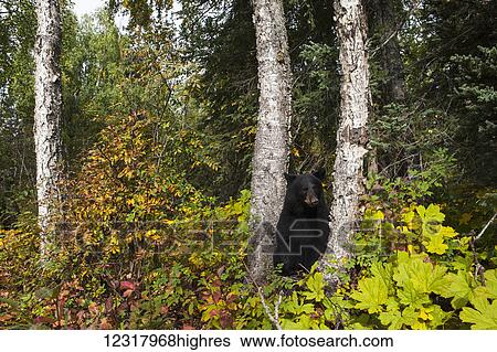 Black bear sitting between two tree trunks in autumn, Southcentral Alaska, USA View Large Photo Image Stock Photograph - Black bear sitting between two tree trunks in autumn, Southcentral Alaska, USA. Fotosearch
