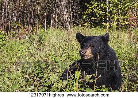 Black bear sitting in sunny forest foliage during autumn, Southcentral Alaska, USA View Large Photo Image Stock Photograph - Black bear sitting in sunny forest foliage during autumn, Southcentral Alaska, USA. Fotosearch