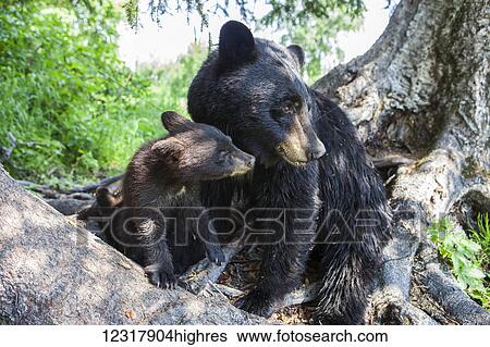 Black bear sow and her cub sitting next to a tree trunk, Southcentral Alaska, USA View Large Photo Image Stock Photograph - Black bear sow and her cub sitting next to a tree trunk, Southcentral Alaska, USA. Fotosearch