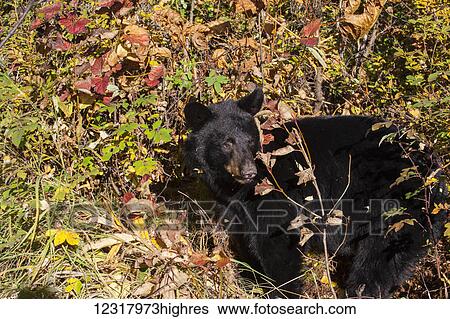 Black bear standing among autumn foliage, Southcentral Alaska, USA View Large Photo Image Stock Photograph - Black bear standing among autumn foliage, Southcentral Alaska, USA. Fotosearch