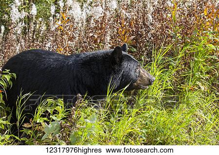 Black bear standing among autumn foliage, Southcentral Alaska, USA View Large Photo Image Stock Photograph - Black bear standing among autumn foliage, Southcentral Alaska, USA. Fotosearch