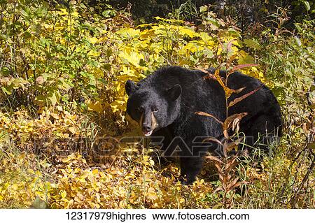 Black bear standing among autumn foliage, Southcentral Alaska, USA View Large Photo Image Stock Photograph - Black bear standing among autumn foliage, Southcentral Alaska, USA. Fotosearch